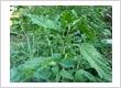 Urtica Himalayensis