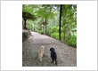 Dogs in a rainforest