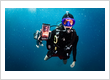 Padi idcbali