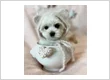 Dog Boutique Store