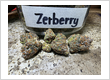 Zerberry Grounded Genetics Phuket Cannabis