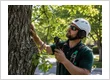 Tree Health Assessment