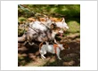 imageye imgi 28 Group Individual Dog Walking 1