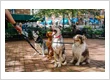 Why Summer Is the Most Important Season for Regular Dog Poop Removal in Pittsburgh