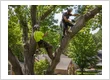 Tree Trimming