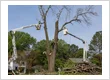 Dead Tree Removal