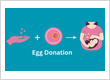 Egg Donation