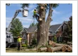 Tree Removal
