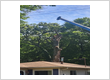 tree service in Waterford