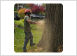 tree service in Waterford