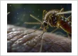 Why Mosquitoes Keep Returning After DIY Yard Treatments