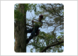 tree service in Waterford