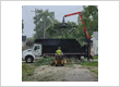 tree service southwest Indiana