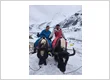 suzu travels yak ride snow adventure