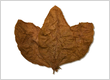 Ecuadorian CT Shade Wrapper Tobacco
