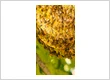 bee hive removal by bee rangers