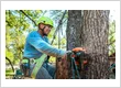 hero tree service 800