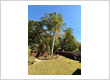 Tree service Chesnee & Spartanburgg
