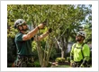 Tree Pruning