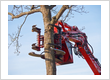 Tree Service