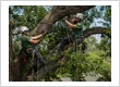 Tree Cabling & Bracing