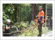 PayLess Tree Lopping Service1