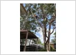 PayLess Tree Lopping Service2