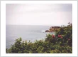 Cape Spear Tea Room — gallery photo 1