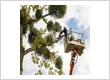 Oceanside Tree Service