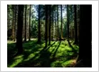 Algoma Forest Sauna Builders — gallery photo 4