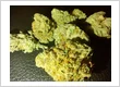 unnamed (7)
