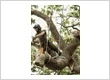 imgi 116 pulaski county mo tree services 24 hour tree service why choose us crew cutting tree img