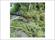tree service southwest Indiana