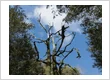 imgi 81 pulaski county mo tree services 24 hour tree service cta background serviced tree img