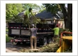 Debris & Branch Cleanup
