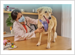 best vet in keysborogh