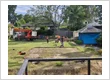 PayLess Tree Lopping Service3