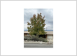 Tree Service La Verne CA
