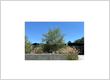 Tree Service La Verne CA