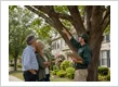 Arborist Consultation