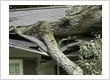 imgi 106 pulaski county mo tree services 24 hour tree service tree on roof damage img