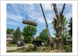 tree removal auckland 800