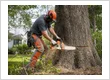 Tree Cutting