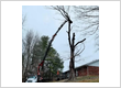 tree service southwest Indiana