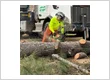 770-Tree-Guy