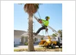 Arborist service