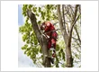 Union City Tree Service