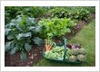 I Offer Vegetable Garden Installations