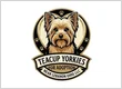 Teacup Yorkies for Adoption