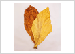 Virginia Bright & Burley 50/50 Tobacco Leaves